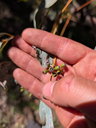 Eucalyptus intertexta observed 2026-08-30