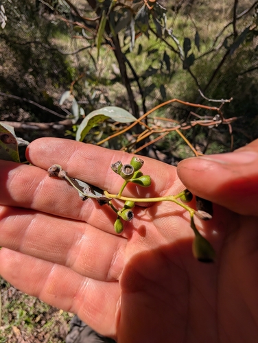 Eucalyptus intertexta, photograph 2