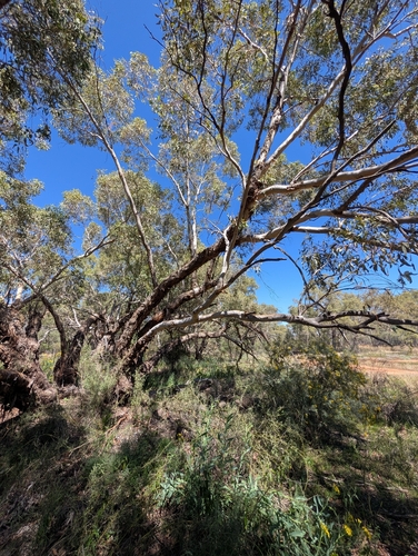 Eucalyptus intertexta, photograph 3