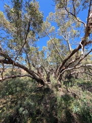 Eucalyptus intertexta, photograph (c) maxark, some rights reserved (CC BY)