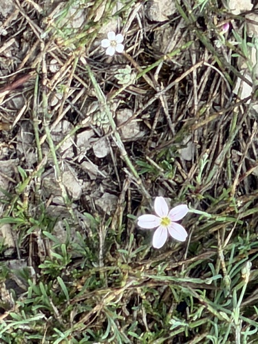Tunicflower