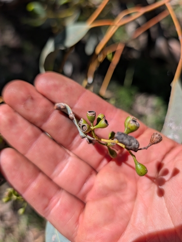 Eucalyptus intertexta, photograph 5