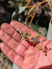 Eucalyptus intertexta, photograph (c) maxark, some rights reserved (CC BY)