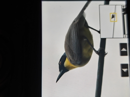 Blue-crowned Laughingthrush