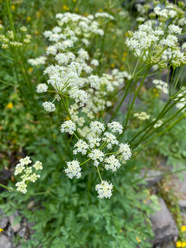 Ligusticum grayi, photograph 2