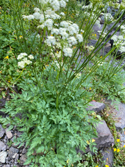 Ligusticum grayi
