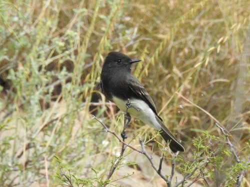 Black Phoebe