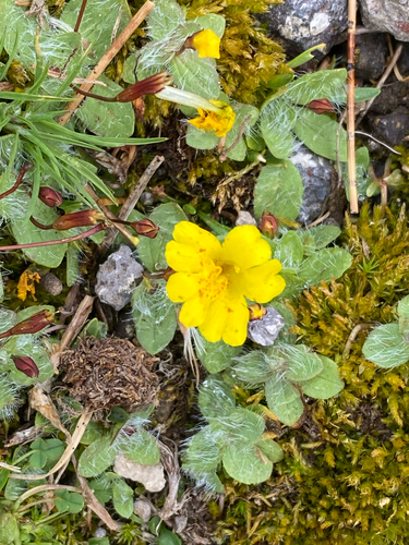 Erythranthe primuloides, photograph 5