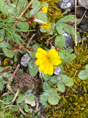 Erythranthe primuloides, photograph (c) Rebecca Johnson, some rights reserved (CC BY)