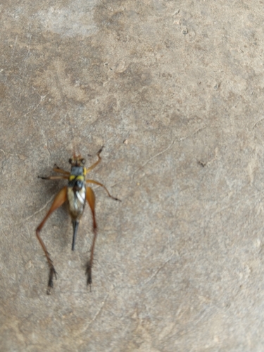 Nisitrus malaya