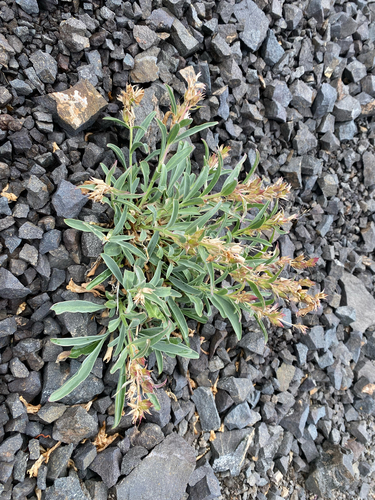 Penstemon speciosus, photograph 1