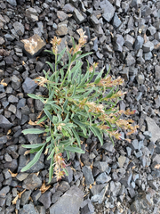 Penstemon speciosus