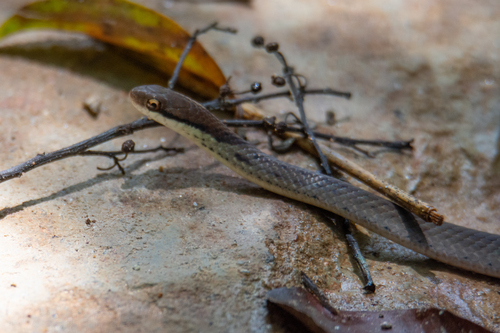 Photo of a Liopeltis pallidonuchalis (Liopeltis pallidonuchalis)