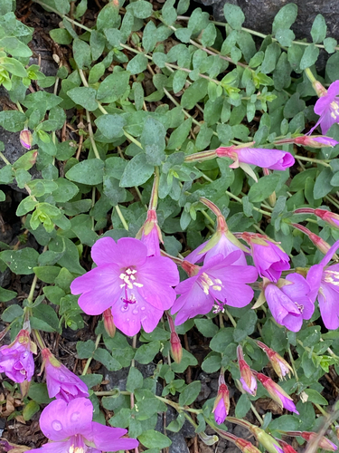 Epilobium obcordatum, photograph 3