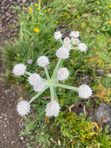 Angelica capitellata, photograph 6