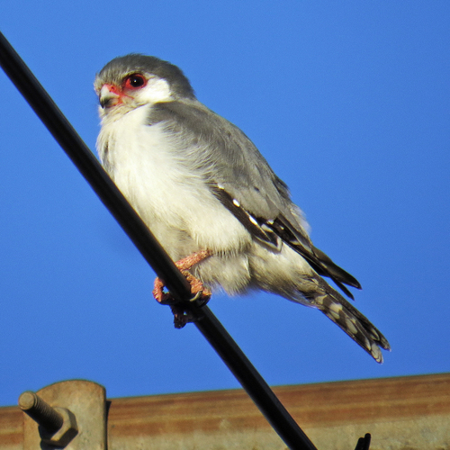 iNaturalist image