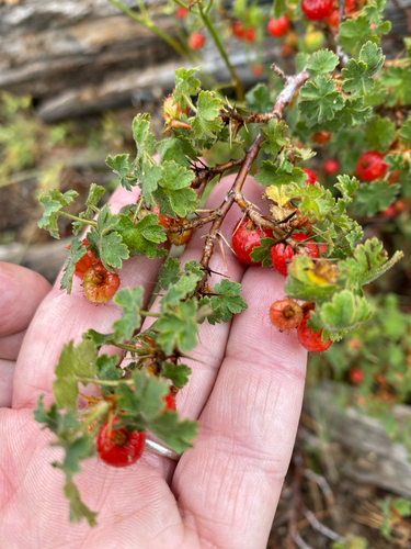 Ribes montigenum, photograph 4