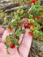 Ribes montigenum, photograph (c) Rebecca Johnson, some rights reserved (CC BY)
