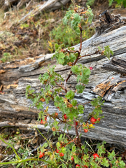 Ribes montigenum, photograph (c) Rebecca Johnson, some rights reserved (CC BY)