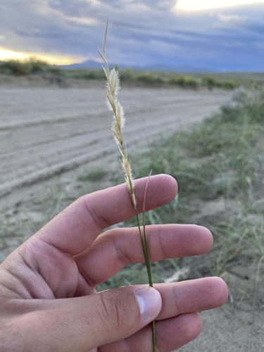 Leymus flavescens, 2026-08-29