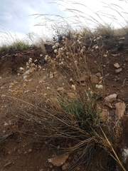 Saussurea salicifolia