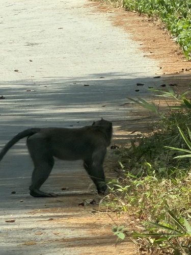 Long-tailed Macaque