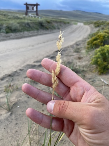 Leymus flavescens, 2026-08-29