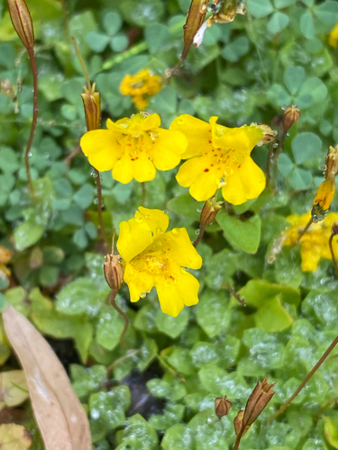 Erythranthe primuloides, photograph 4