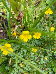 Erythranthe primuloides, photograph (c) Rebecca Johnson, some rights reserved (CC BY)