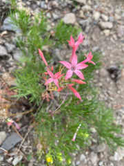 Ipomopsis tenuituba