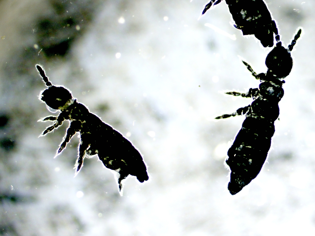 Toolik Snow Flea