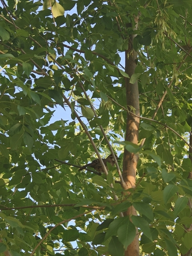 White-browed Laughingthrush
