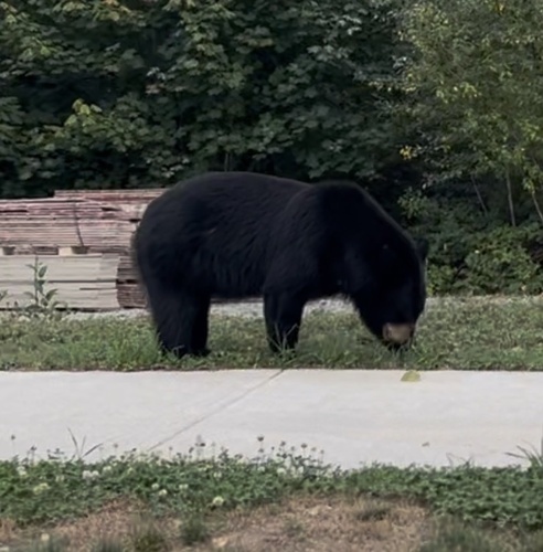 Black Bear sighting near Victoria Dr