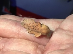 Phyllodesma americana