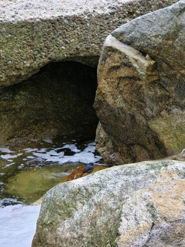 Plumbeous Water Redstart