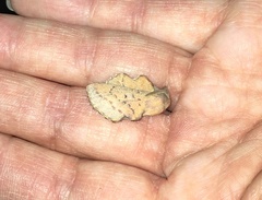 Phyllodesma americana