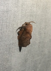 Phyllodesma americana