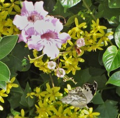 Protogoniomorpha anacardii