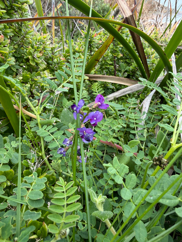 coast Swainson-pea