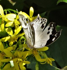 Protogoniomorpha anacardii