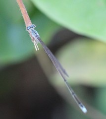 Enallagma daeckii
