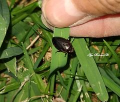 Prosapia ignifera