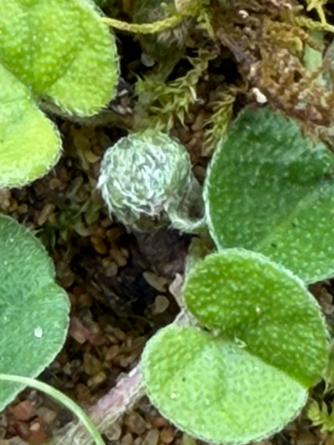 kidney weed