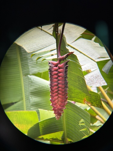 Heliconia mariae observed 2026-08-29