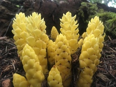 Kopsiopsis strobilacea