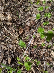 Ribes oxyacanthoides