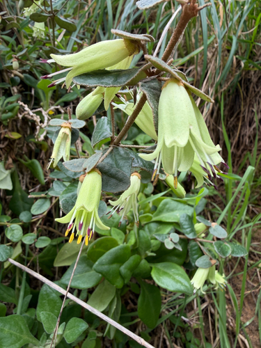 Common Correa