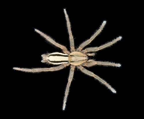 Two-lined Stealthy Ground Spider