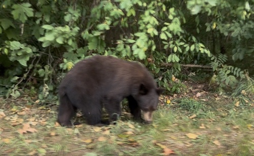 Black Bear sighting near Victoria Dr