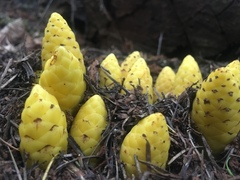 Kopsiopsis strobilacea